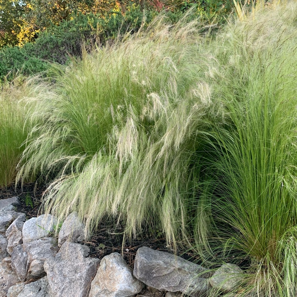 Meet your Posher, Plant